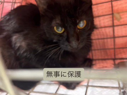 保護された猫