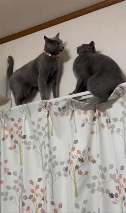鉢合わせる2匹の猫