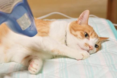 ドライヤー中の猫