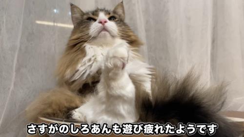 座って上を見る猫