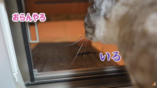 テロップ「おらんやろ」「いる」