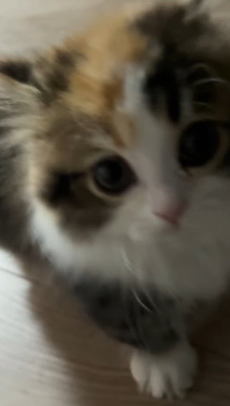 飼い主の近くに来て、飼い主の顔を見上げる子猫