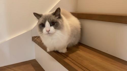 階段にいる猫
