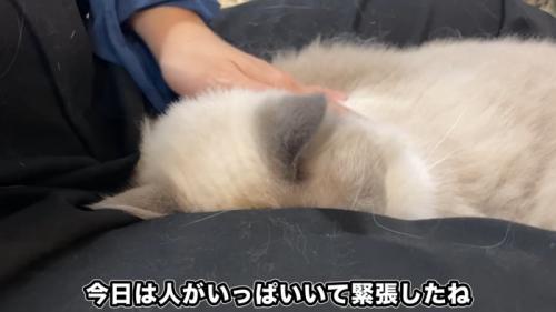 人の足の間にいる猫