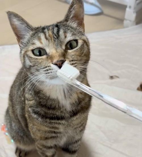 歯ブラシの匂いを嗅ぐ猫