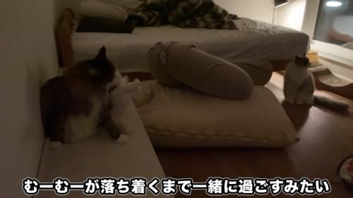 座る2匹の猫