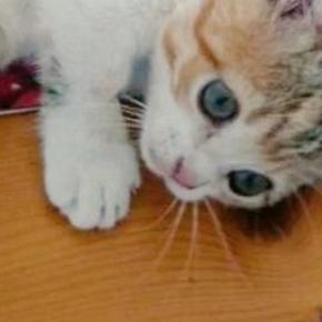 マットの上で寝転がっていた子猫→可愛すぎる『あんよ』に１万いいねの反響「赤ちゃんみたい」「体の力抜けたｗ」と癒される人が続出