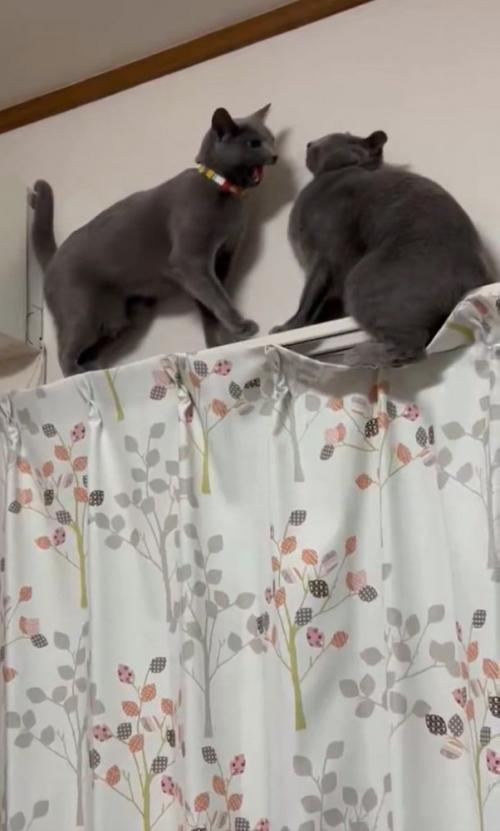 話しかける猫