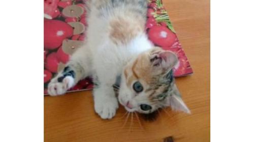 寝転がる子猫