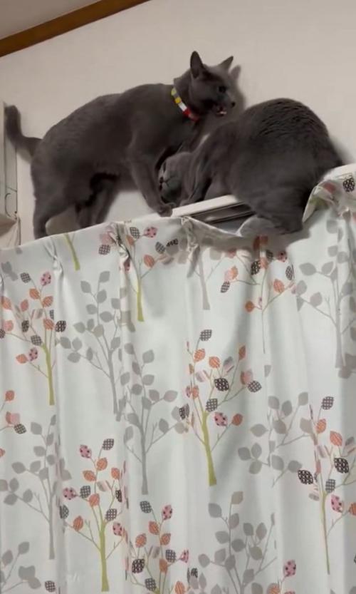 体をかがめる猫