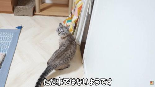 テロップ「ただ事では～」