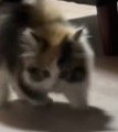 やんのかポーズをしながら飼い主を見つめる子猫