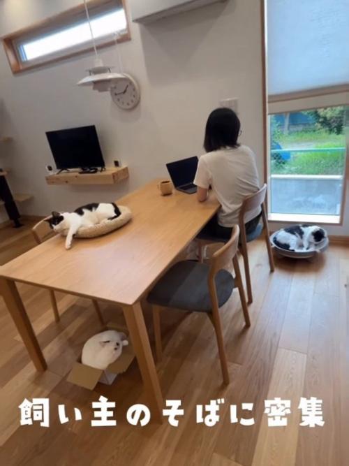 イスに座る人と周りにいる猫たち