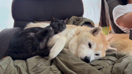 横になっている犬と猫