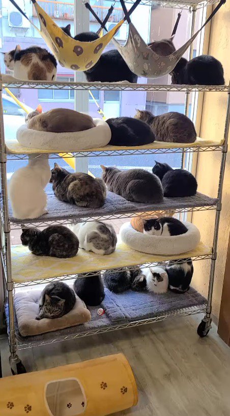 ラックを埋め尽くすように座る猫たち