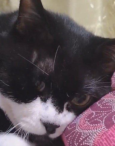 座布団に顔を乗せている猫