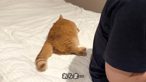 あらま…