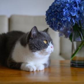 猫にとって『紫陽花』が危険な理由3つ 命に関わるリスクや誤飲したときの対処法