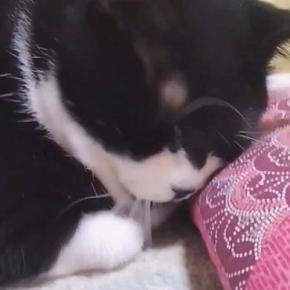 座布団にスリスリしていた猫→見られていることに気づいた『次の瞬間』…可愛すぎる光景に3万いいね「決定的瞬間w」「もう笑っちゃうーw」