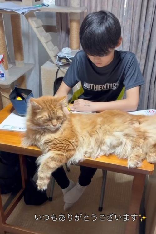 目を閉じる猫