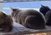 窓際のラックに座って外を眺めるグレー色の猫