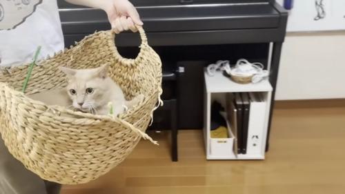 かごに入り持ち上げられた猫