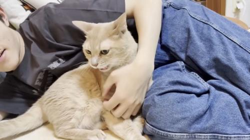 胸をなでられている猫