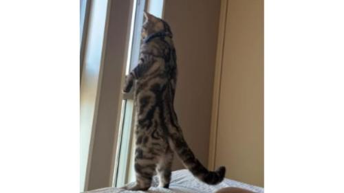 二足立ちの猫