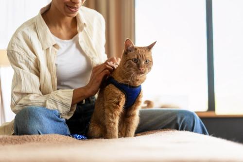 ハーネスをつけてもらう猫