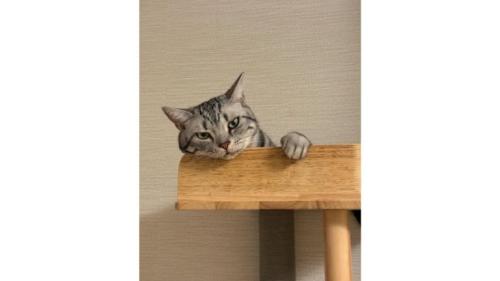 室内にいる猫