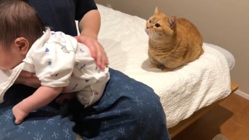 パパさんを見上げる姿