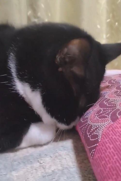 座布団に顔を擦り付ける猫