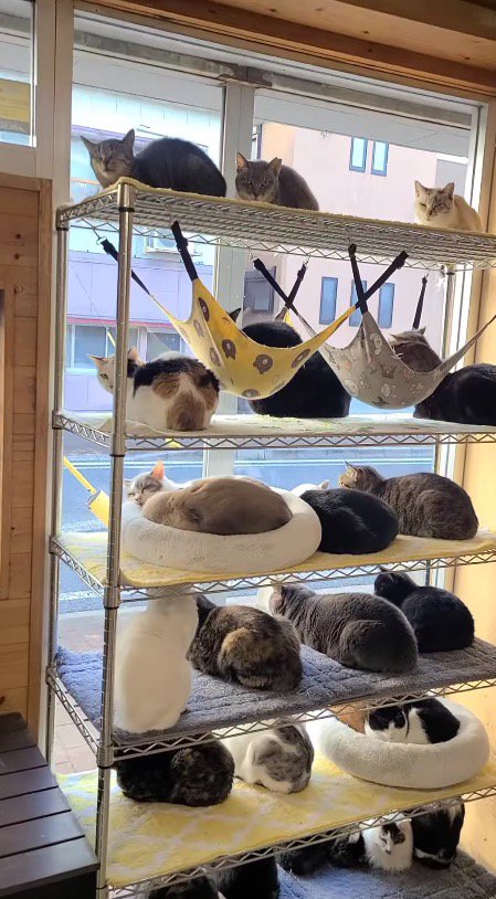 店内のラックに乗って、窓際スペースでくつろぐ猫たち