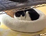 窓際スペースに座る白黒猫