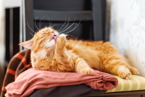 服の上で優雅に毛づくろいをする猫