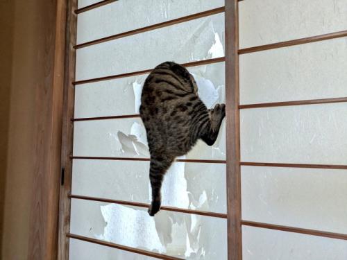 障子に頭を突っ込む猫
