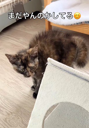 威嚇続ける猫