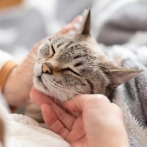 猫が撫でられたいと思っている『体のパーツ』5選 愛猫を虜にする触れ方のポイントまで