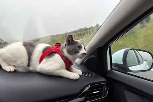 車の中でハーネスをつけている猫