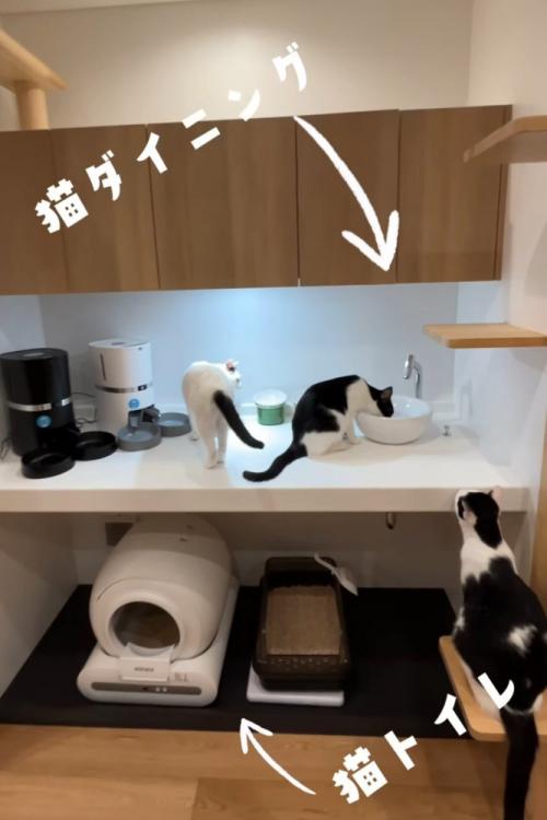 猫トイレの近くにいる猫たち