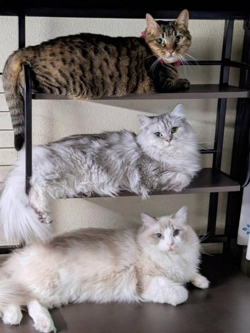 上下で同じポーズの3匹の猫