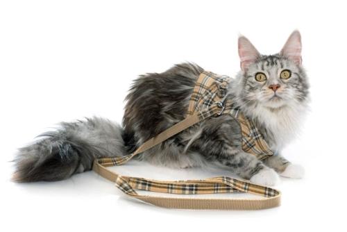 リードとハーネスをつけた猫