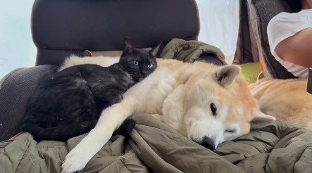 横になっている犬と猫
