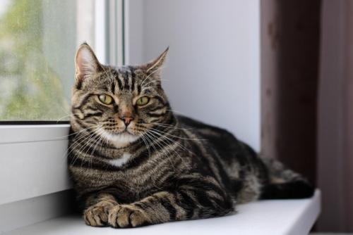 窓辺の猫