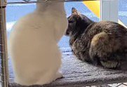 窓際のラックに座って外を眺める白猫とサビ猫