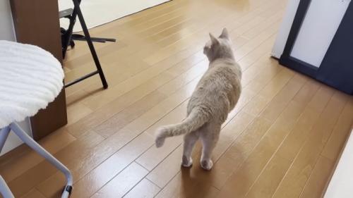 白い椅子の横に立つ後ろ姿の猫