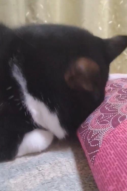 座布団に顔を埋めている猫
