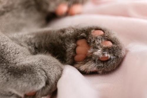 グレーの猫の足