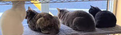 窓際のラックに座って外を眺める4頭の猫