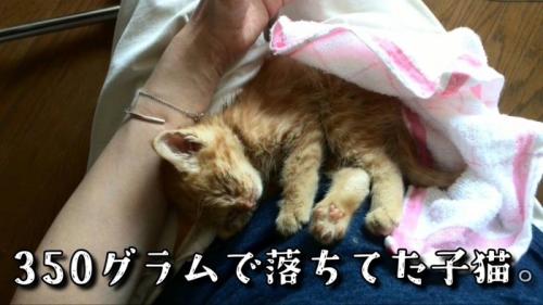 保護された子猫